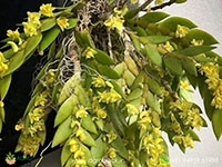 dendrobium-anceps-orchid
