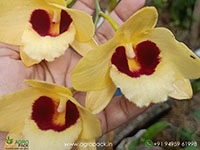 dendrobium-gatton-sunray-orchid