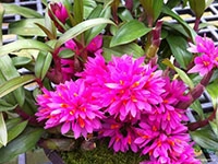 dendrobium-hibiki-orchid