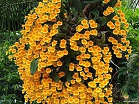 dendrobium-lindleyi-orchid