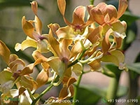 dendrobium-orchid-brown-parrot-twist
