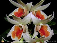 dendrobium-orchid-formosum-frosty-dawn