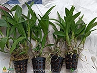 dendrobium-orchid-plant-sapling