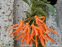 dendrobium-unicum-orchid