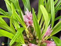 Dendrobium-violaceum1