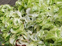 devils-backbone-curly-leaves