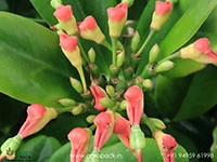 devils-backbone-green