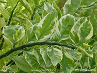 devils-backbone-variegated