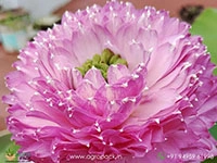 different-varieties-of-lotus