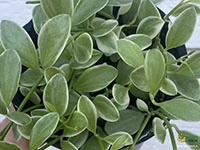 dischidia-oiantha-variegata