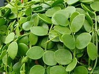 dischidia-nummularia