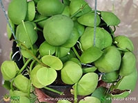 dischidia-platyphylla