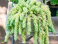donkey-tail-succulent