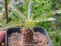 dorstenia-lancifolia
