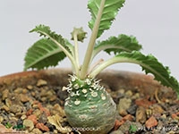 dorstenia-crispa