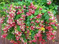 double-petals-rangoon-creeper