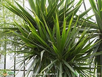 dracaena-arborea