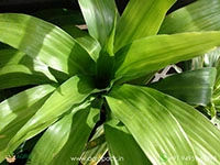 dracaena-fragrans