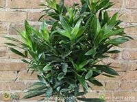 dracaena-green-jewel
