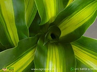 dracaena-massangeana