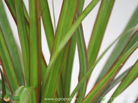 dracaena-red-edged