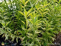 dracaena-sanderiana