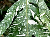 drynaria-quercifolia-verigated