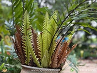 drynaria-rigidula-fern