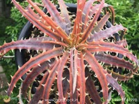 Dyckia-Samed-rtp4