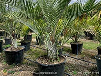 Dypsis-decaryi-Triangle-Palm5