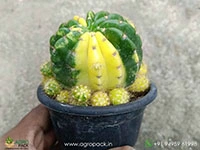 echinopsis-calochlora-inermis-variegated-cactus