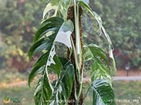 epipremnum-pinnatum-albo-variegata