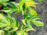 Epipremnum-Pinnatum-Cebu-Blue-Aurea-Variegated2
