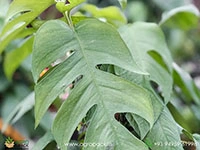 Epipremnum-Pinnatum-Cebu-Blue1