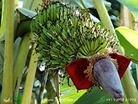 etha-vazha/nendra-pazham