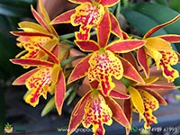 ett.-hsiang-yu-gold-coast-red-fireworks-orchid