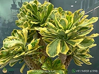 euphorbia-poissonii-variegated