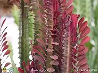 euphorbia-trigona-red