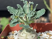 euphorbia-globulicaulis