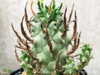 euphorbia-schoenlandii