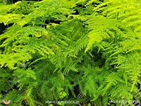 Ever-Green-Asparagus5