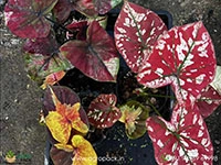 exotic-caladium-hybrids
