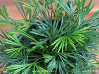 Eyelash-Fern2