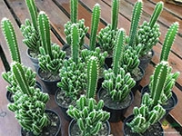 Fairy-Castle-Cactus1