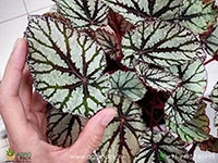 fairy-rex-begonia