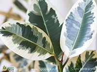 ficus-elastica