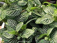 Fittonia-White1