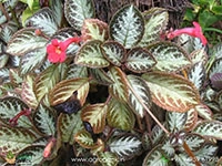 Flame-Violet-Episcia1