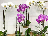 Flowered-Phalaenopsis-Orchids6