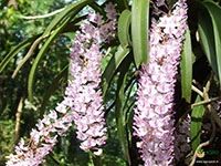 foxtail-orchid-rhyachostylis-chang-kra